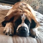 Profile Picture of Judge the dog (@judgethest.bernard) on Instagram