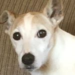 Profile Picture of Benny Howell (@bennythejackruss) on Instagram