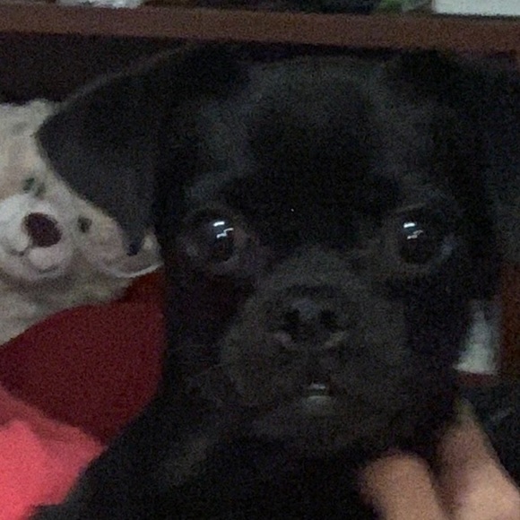 Profile Picture of Joshua Campos (@joshucampos) on Poshmark