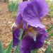 Profile Picture of JoAnn Rhodes (@librarianjoann) on Pinterest