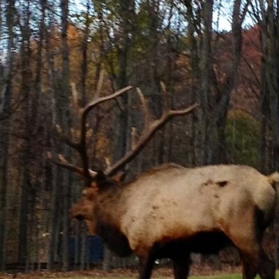 Profile Picture of David Shenk (@Shenk63) on Twitter