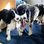Profile Picture of Emma & Henry's Adventures (@emma_henry_springeradventures) on Instagram