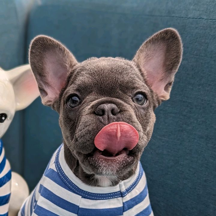 Profile Picture of Drusilla (@gogodru) on Tiktok