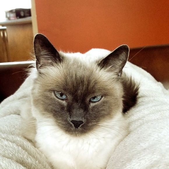 Profile Picture of Megs Ament (@mament) on Poshmark