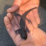 Profile Picture of Joe Macias (@ashgrove707) on Instagram