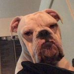 Profile Picture of Buster and Jaco (@busterandjaco) on Instagram
