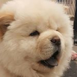 Profile Picture of Laura (@chowchow_willow) on Instagram