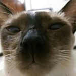 Profile Picture of Samsene Napporn (@nsamsene) on Instagram