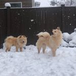 Profile Picture of Benji + MiuMiu (@miujichow) on Instagram