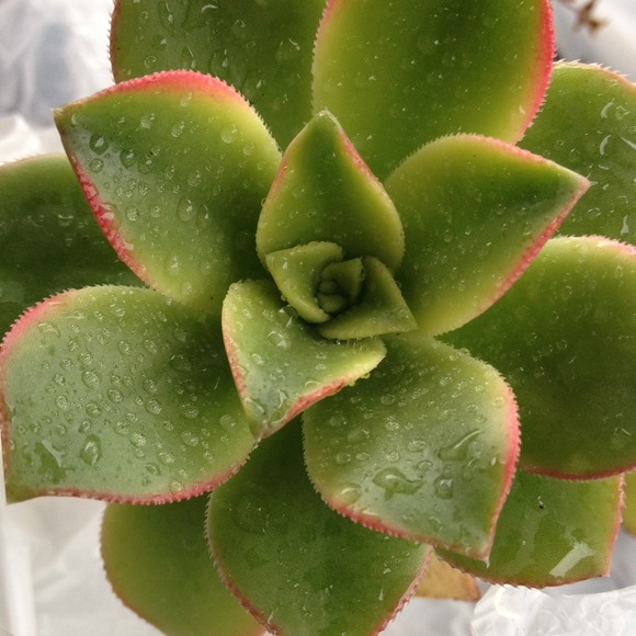 Profile Picture of Mollie Davaro (@botanyqueen) on Poshmark