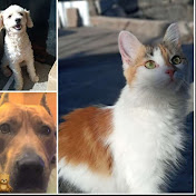 Profile Picture of Gustavo Daniel Nardiello (@gustavodanielnardiello4691) on Youtube