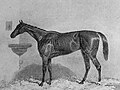 Profile Picture of Virago (horse)on Wikipedia