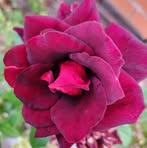 Profile Picture of Jelyn Bacus (@gevelyn.lantape) on Facebook