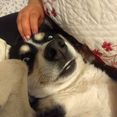 Profile Picture of Gustavo Pavez Viveros (@Gustavo7982) on Twitter