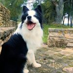 Profile Picture of 𝐽𝑎𝑐𝑘🐾 (@jack.black_09) on Instagram