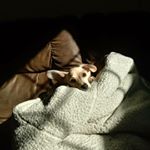 Profile Picture of Edward Luca Michael Yagoobian (@ya_goobian) on Instagram