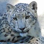 Profile Picture of Christopher (@we_love_leopard) on Instagram