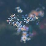 Profile Picture of Hạnh Trinh (@trinhkhi_) on Instagram