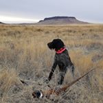 Profile Picture of Jon Robert Stahl (@dd_vom_rohstahl) on Instagram