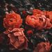 Profile Picture of Olivia Ann (@libby025) on Pinterest