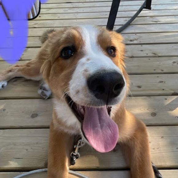 Profile Picture of Chloe Fowler (@chloefowler1530) on Poshmark