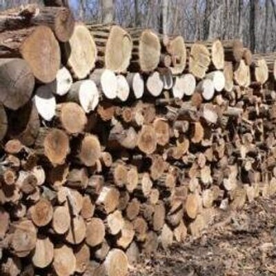 Profile Picture of Jeff's Tree Service (@JeffTreeService) on Twitter