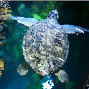 Profile Picture of Jennifer McNair (@jennifermcnair3271) on Youtube