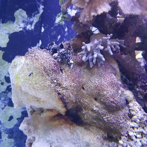 Profile Picture of Virginia Maletic (@codyvlc) on Poshmark