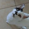 Profile Picture of Meghan Julia Leavitt (i pet cats) (@meghan.leavitt.5) on Facebook
