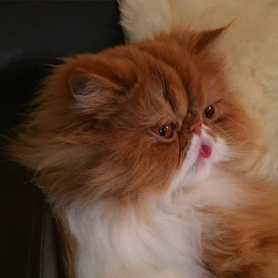 Profile Picture of Oscar Ginger Persian (@oscar_and_bob) on Twitter
