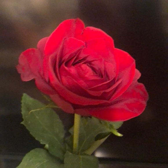 Profile Picture of Amber Faerber (@amferb) on Poshmark