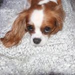 Profile Picture of CONNIE CONNOR (@connieconnorbeadle) on Instagram