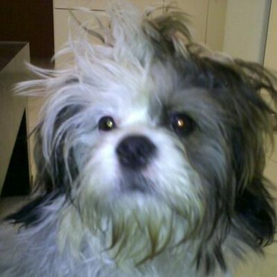 Profile Picture of Sarit Ben Baruch (@sarit81bb) on Twitter