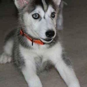 Profile Picture of Asad Dar (@405900341) on Myspace