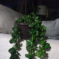 Profile Picture of phyllismurrill981 (@phyllismurrill981) on Tiktok