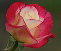 Profile Picture of Rosa 'Double Delight'on Wikipedia