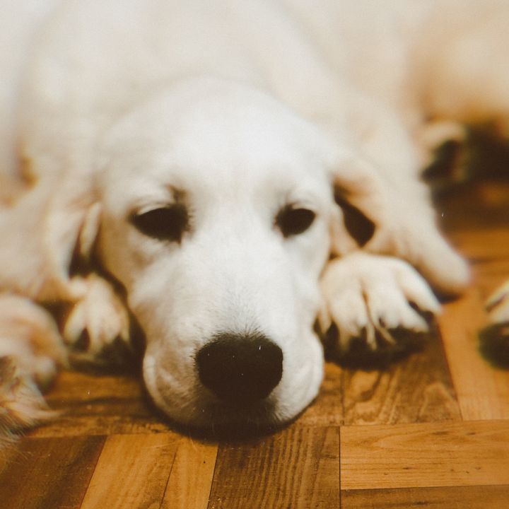 Profile Picture of Sadie Gibbs (@sarg.dog.training) on Tiktok