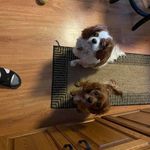 Profile Picture of Tim Walters (@twalters966) on Instagram