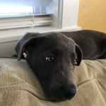 Profile Picture of Alex Cooksey (@cooksey.alex) on Instagram