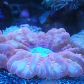 Profile Picture of Schultz Francis (@sfaquarium) on Facebook