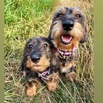 Profile Picture of Dackeldamen Paula & Frieda 🐾 (@dackeldamen_paula_und_frieda) on Instagram