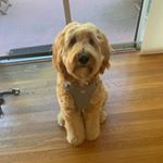 Profile Picture of Pampa Delchop (@pampa_the_labradoodle) on Instagram