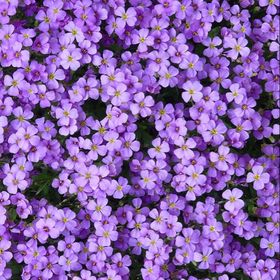 Profile Picture of waleska peter (@waleskapeter) on Pinterest