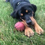 Profile Picture of Rudi The Doge (@rudicutierudolphbarber) on Instagram