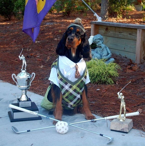 Profile Picture of Bill Dargay (@gsetter) on Poshmark