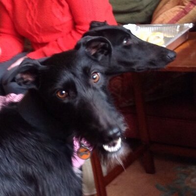 Profile Picture of Laura Tarling (@LauraTarling1) on Twitter