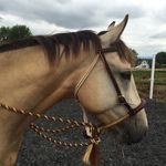 Profile Photo of Brian Sinnett (@passivehorsemanship) on Instagram