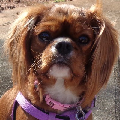 Profile Picture of Julia_Sparrow (@JuliaSparrow6) on Twitter