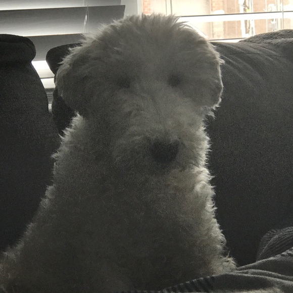 Profile Picture of Irene Turrin (@ireneturrin) on Poshmark