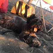 Profile Picture of Amanda Calderon (@amandacalderon8316) on Youtube